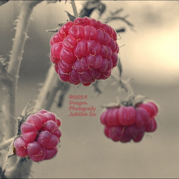 Meet your Posher, Teresa - Picture 1 of 1